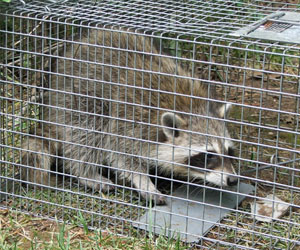 Animal Control Waterloo