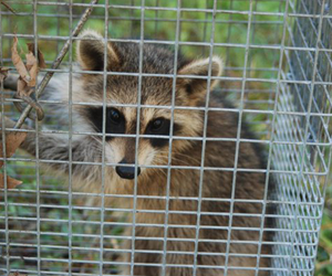 Raccoon Removal 
