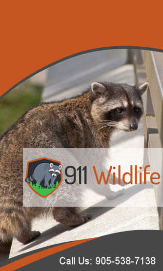 Wildlife Removal Service Hamilton